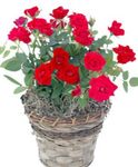 Photo des fleurs en pot Rose des arbustes , rouge