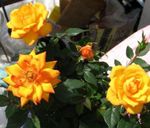 Photo des fleurs en pot Rose des arbustes , orange