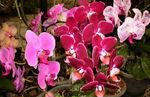 fotografie Pokojové květiny Phalaenopsis bylinné , růžový
