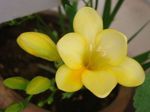 foto Huis Bloemen Freesia kruidachtige plant , geel