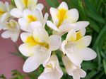 foto I fiori domestici Fresia erbacee (Freesia), bianco