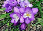 фотографија Затворене Цветови Фреесиа травната (Freesia), лила