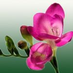 foto I fiori domestici Fresia erbacee (Freesia), rosa