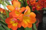 Foto Māja Ziedi Frēzija zālaugu augs (Freesia), oranžs