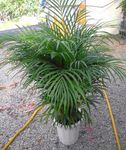 foto Kamerplanten Hrysalidocarpus boom (?hrysalidocarpus), groen