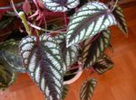 fotoğraf Ev Bitkileri Üzüm Sarmaşık, Meşe Yaprağı Sarmaşık (Cissus), rengârenk