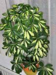 снимка Интериорни растения Вид Малка Магнолия дървета (Schefflera), на петна