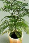 フォト 観葉植物 グレビレア 木 (Grevillea), 緑色