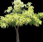 φωτογραφία Εσωτερικά φυτά Pisonia δέντρα , φως-πράσινος
