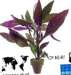 照 室内植物 空心莲子草 灌木 (Alternanthera), 紫