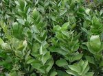 Fil Krukväxter Slaktare Kvast buskar (Ruscus), grön