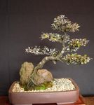 Foto Stueplanter Corokia træ , sølvfarvede