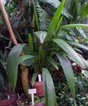 フォト 観葉植物 クルクリゴ、ヤシ草 (Curculigo), 緑色