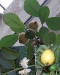 Photo des plantes en pot Goyave, La Goyave Tropical des arbres (Psidium guajava), vert