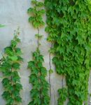 fotografie Plante de Apartament Piper De Viță De Vie, Portelan Boabe liană (Ampelopsis brevipedunculata), verde