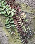 снимка Интериорни растения Pellonia, Зад Диня Лоза (Pellionia), на петна