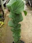Foto Topfpflanzen Kieswerk liane (Rhaphidophora), grün