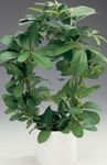 Fil Krukväxter Apa Rep, Vilda Druva (Rhoicissus), grön