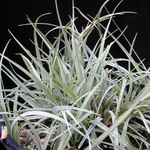 Nuotrauka Kambariniai Augalai Carex, Viksvų , sidabrinis