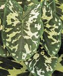 снимка Интериорни растения Слонове Ухото (Alocasia), на петна