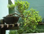 Foto Plantas de salón Nieve Arbusto (Breynia), verde