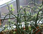 Photo des plantes en pot Jacobs Échelle, Diables Épine Dorsale des arbustes (Pedilanthus), bigarré