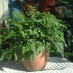 Photo House Plants Leatherleaf fern (Rumohra), green