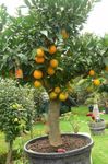 foto Le piante domestiche Arancio Dolce gli alberi (Citrus sinensis), verde