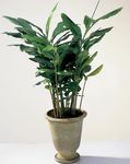 Foto Stueplanter Cardamomum, Elettaria Cardamomum , grøn