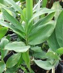 foto Kamerplanten Cardamomum, Elettaria Cardamomum , groen