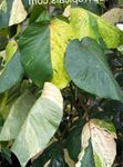 Foto Topfpflanzen Feuerdrache Acalypha, Hoja De Cobre Kupferblatt sträucher (Acalypha wilkesiana), gesprenkelt