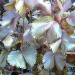 Фото Домашні Рослини Акаліфа Уїлкса чагарник (Acalypha wilkesiana), бордовий