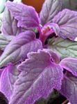 foto Paars Fluwelen Plant, Royal Velvet Fabriek (Gynura aurantiaca), purper