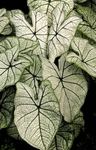 Nuotrauka Kambariniai Augalai Caladium , sidabrinis