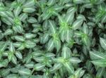 Foto Topfpflanzen Callisia, Bolivianisch Jew , gesprenkelt