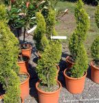 Foto Topfpflanzen Zypresse bäume (Cupressus), hell-grün
