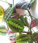 снимка Интериорни растения Молитва За Растителна (Maranta), на петна