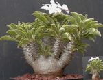 снимка Интериорни растения Pachypodium , зелен