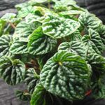 Foto Topfpflanzen Heizkörper-Werk, Wassermelone Begonien, Baby Gummibaum (Peperomia), dunkel-grün