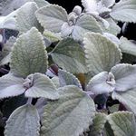 Фото Домашні Рослини Плектрантус чагарник (Plectranthus), сріблястий