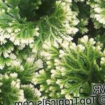 fotografija Sobne rastline Vrsta Selaginella , pestro