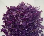 Nuotrauka Kambariniai Augalai Tradescantia,  , violetinė