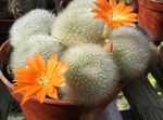 Foto Plantas de salón Cactus Corona cacto desierto (Rebutia), naranja
