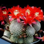 снимка Интериорни растения Корона Кактус пустинен кактус (Rebutia), червен
