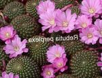 foto As Plantas da Casa Crown Cactus cacto do deserto (Rebutia), lilás
