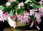 Photo House Plants Easter Cactus (Rhipsalidopsis), pink