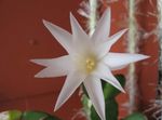 fotografie Pokojové rostliny Velikonoční Kaktus (Rhipsalidopsis), bílá