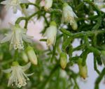 fotografie Pokojové rostliny Rhipsalis lesní kaktus , bílá