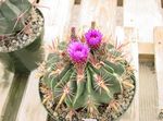 снимка Интериорни растения Ferocactus пустинен кактус , розов
