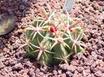 снимка Интериорни растения Ferocactus пустинен кактус , червен